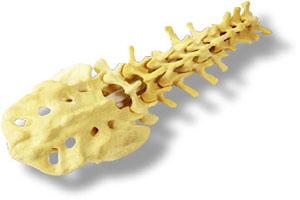 spine.jpg